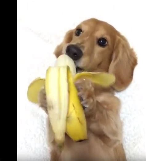 狗 吃 香蕉